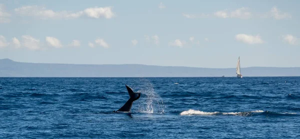 하와이 마우이 근처의 바다에서 고래의 꼬리가 — 스톡 사진