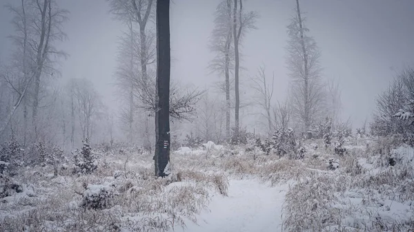 Kışın Karla Kaplı Sisli Bir Orman Yolu — Stok fotoğraf