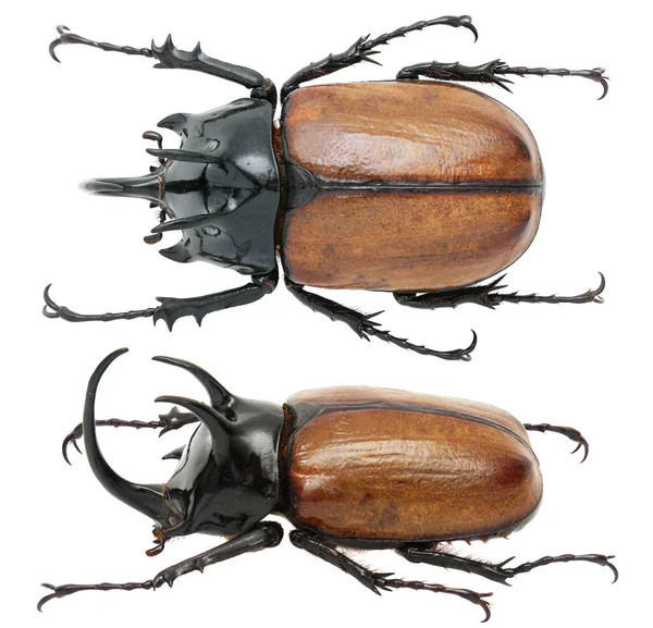 Insect Collection Rhinoceros Beetles Specimen Isolated White Background Photoed Macro — Stock Photo, Image