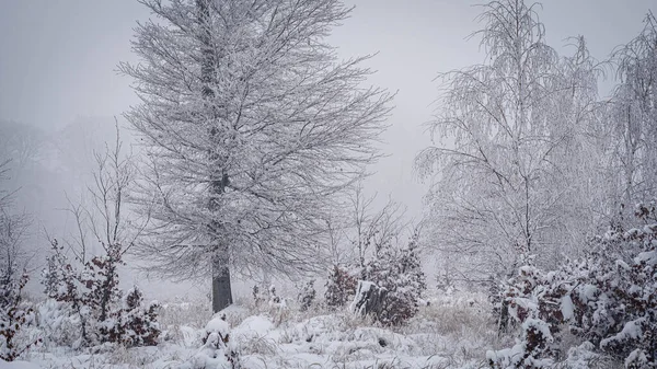 Uma Vista Panorâmica Árvores Sem Folhas Arbustos Cobertos Neve Inverno — Fotografia de Stock