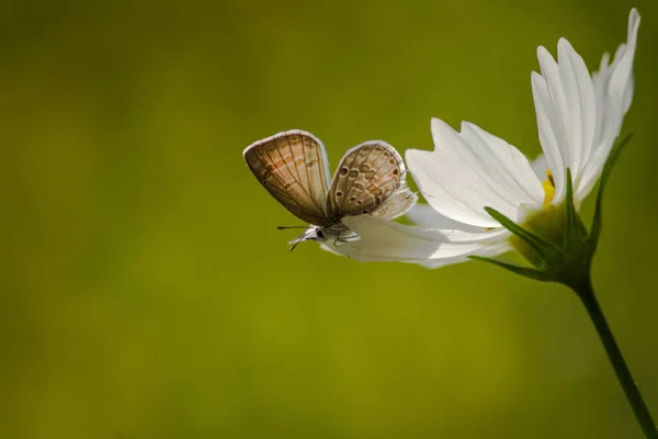 Primer Plano Una Mariposa Sobre Flor Blanca Cosmética Sobre Fondo — Foto de Stock