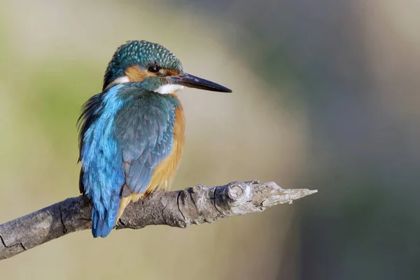 Bulanık Bir Arka Planda Ağaç Dalında Minik Sevimli Bir Kingfisher — Stok fotoğraf