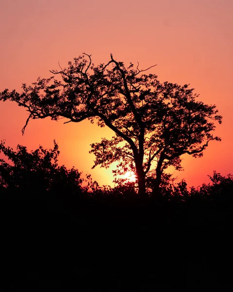 Uma Silhueta Uma Árvore Pôr Sol África Sul — Fotografia de Stock