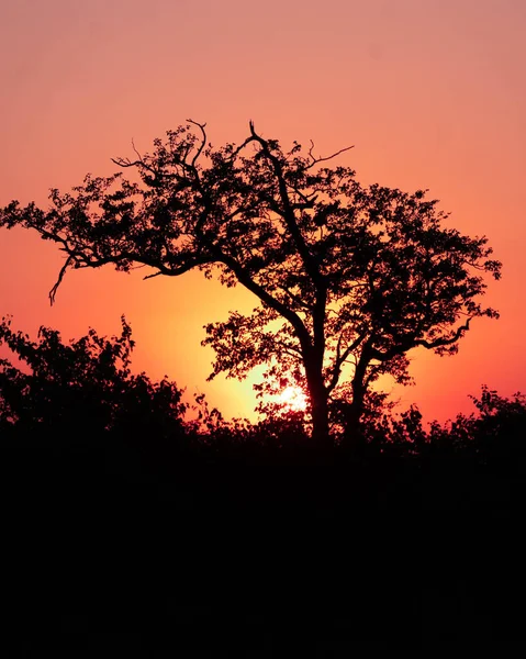 Una Silueta Árbol Atardecer Sudáfrica — Foto de Stock