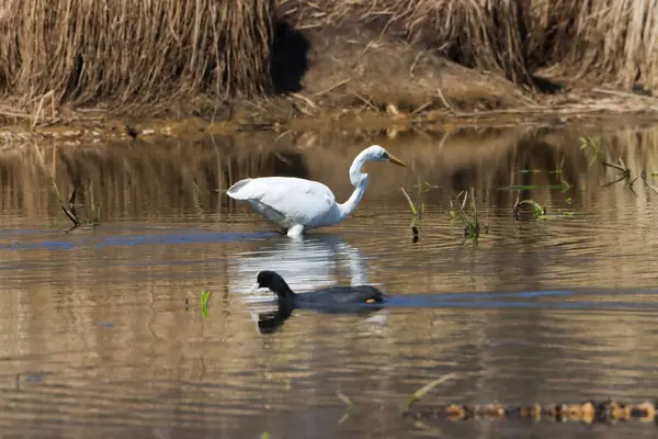 葦の近くの湖での偉大な挨拶 Ardea Alba — ストック写真