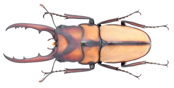マクロレンズで撮影された白地に単離されたクワガタムシ標本の昆虫コレクション — ストック写真