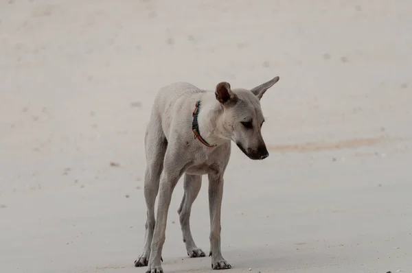 Bir Köpeğin Kumun Üzerinde Dikilirken Çekilmiş Yakın Plan Fotoğrafı — Stok fotoğraf