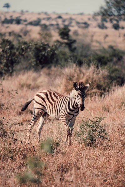 Tiro Vertical Uma Zebra Savana África Sul — Fotografia de Stock