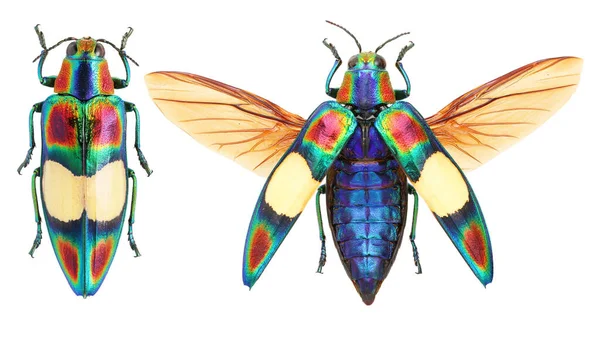Insekt Samling Lysande Juvel Skalbaggar Prov Isolerad Vit Bakgrund Fotograferad — Stockfoto