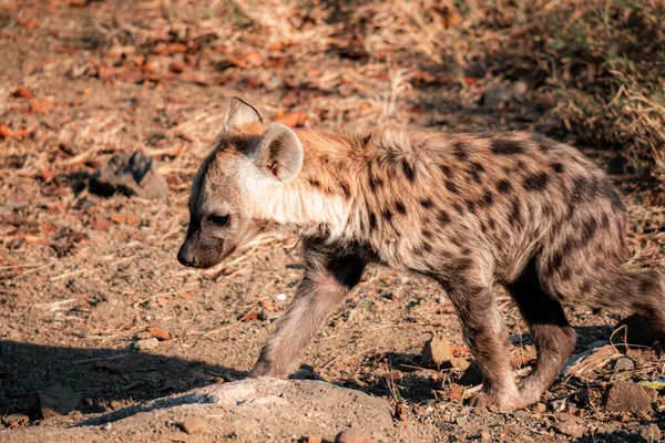 A closeup shot of a spotted hyena in South Africa
