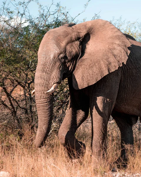 Великий Слон Природному Ландшафті — стокове фото