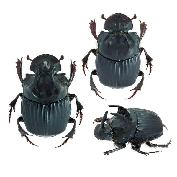 Insect Collection Dung Beetles Scarabaeinae Specimen Isolated White Background Photoed — Stock Photo, Image