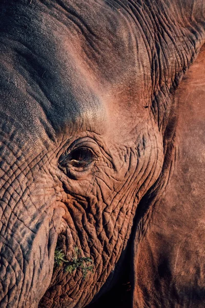 A closeup shot of an elephants eye in South Africa