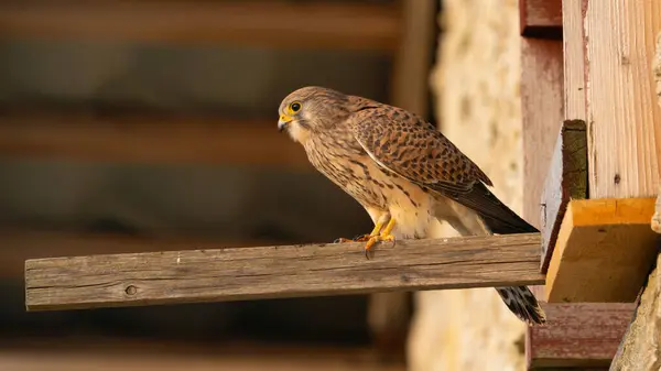 Genel Kerkenezin Falco Tinnunculus Seçici Bir Odak Noktası — Stok fotoğraf