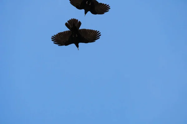 Una Toma Bajo Ángulo Chough Alpino Volando Contra Cielo Azul — Foto de Stock