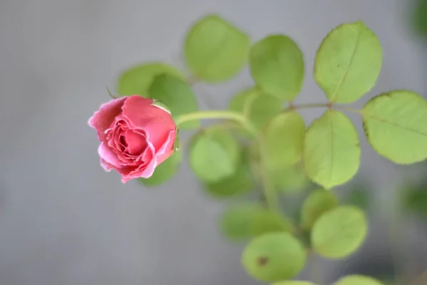 Ένα Κάθετο Κλείσιμο Ενός Ροζ Τριαντάφυλλου Που Ανθίζει — Φωτογραφία Αρχείου