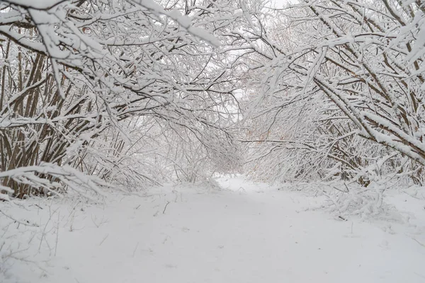 Дорога Посреди Безлиственных Снежных Деревьев — стоковое фото