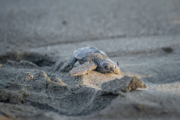 Shallow Focus Shot Tiny Sea Turtle Crawling Sandy Beach — Stock Photo, Image