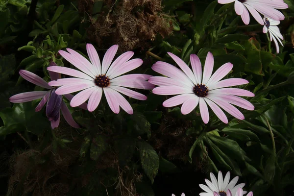 Closeup African Daisy Dimorphotheca Jucunda Flowers Blooming Park — Stock Photo, Image