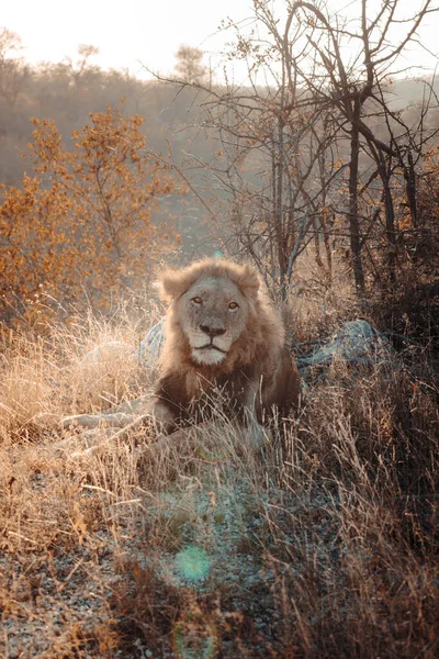 Tiro Vertical Leão Cabo Savana África Sul — Fotografia de Stock