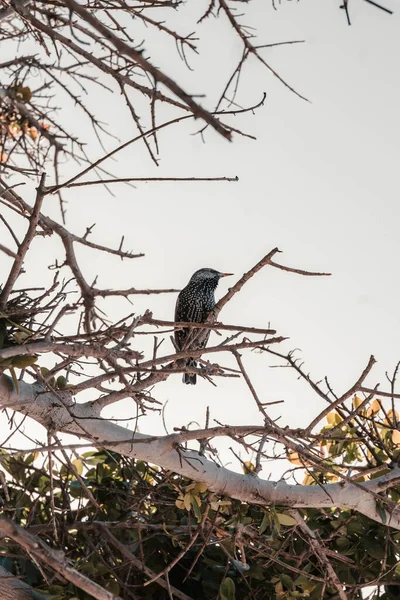 Plan Vertical Oiseau Étourneau Commun Perché Sur Une Branche Arbre — Photo