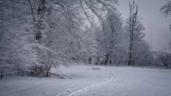 겨울에 눈으로 잎없는 나무와 관목들 사이를 지나는 — 스톡 사진