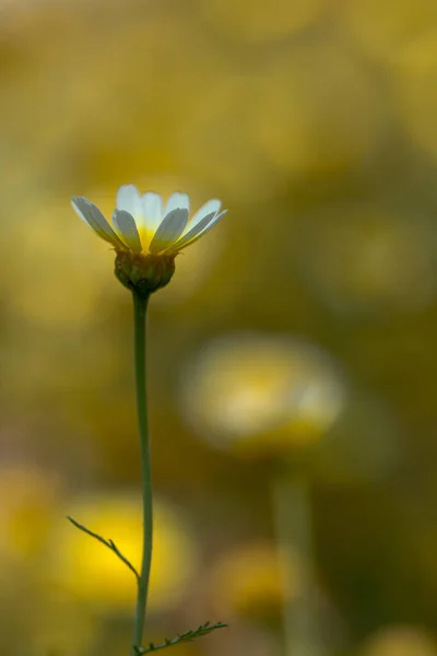 Eine Vertikale Nahaufnahme Eines Gänseblümchens Leucanthemum Vulgare Vor Dem Gelb — Stockfoto