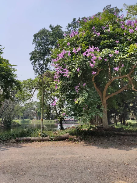 Sebuah Gambar Vertikal Pohon Taman Botani Kolkata Pada Hari Yang — Stok Foto