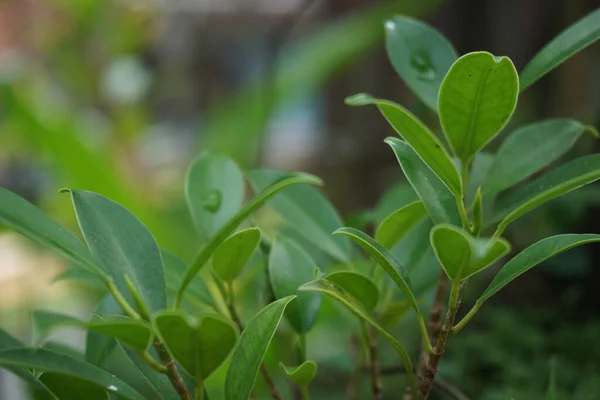 Primo Piano Foglie Peonia — Foto Stock