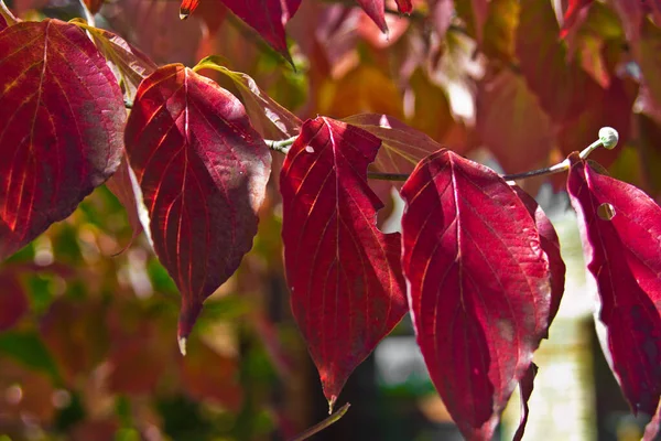 Beautiful Autumn Landscape Forest Red Leaves Light Sun — Stock Photo, Image