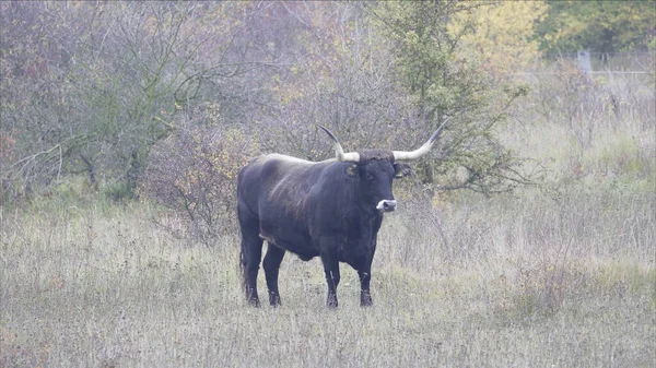 A domestic cattle with horns in the field