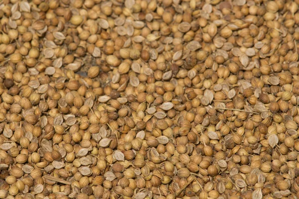 Portrait Coriander Seeds Seeds Have Been Allowed Dry Sun — Stock Photo, Image