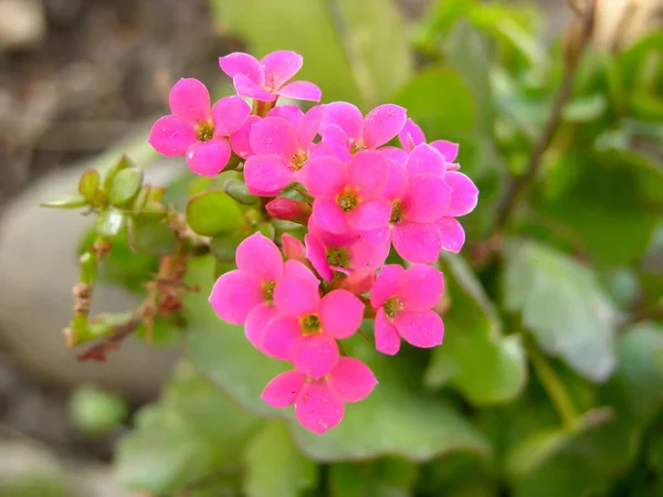 Kwitnący Świeży Kolorowy Kwiat Zielonym Ogrodzie — Zdjęcie stockowe