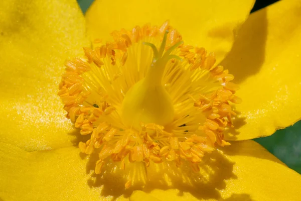 セントジョンズのヨモギの花のマクロショット — ストック写真