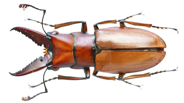 Colección Insectos Espécimen Escarabajo Ciervo Aislado Sobre Fondo Blanco Fotografiado — Foto de Stock