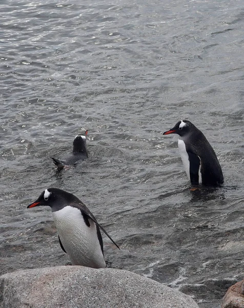 Vertical Shot Penguins Water — Stock Photo, Image