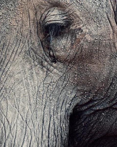 Tiro Perto Olho Elefantes África Sul — Fotografia de Stock