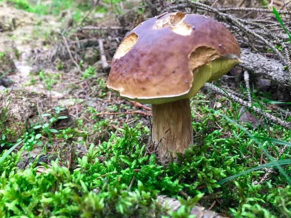 在森林的草地上的一个古老的大蘑菇的特写镜头 — 图库照片