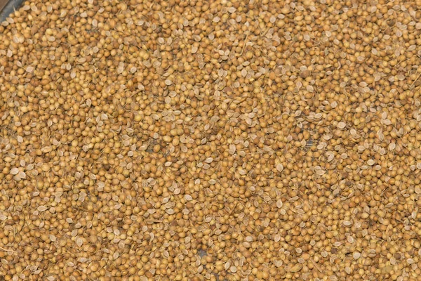 Portrait Coriander Seeds Seeds Have Been Allowed Dry Sun — Stock Photo, Image