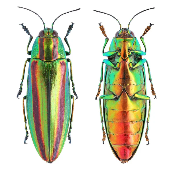 Insekt Samling Lysande Juvel Skalbaggar Prov Isolerad Vit Bakgrund Fotograferad — Stockfoto