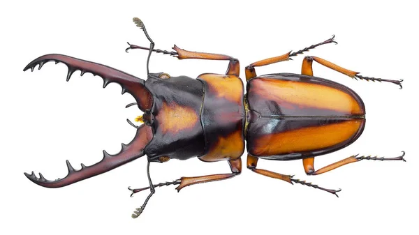 Colección Insectos Espécimen Escarabajo Ciervo Aislado Sobre Fondo Blanco Fotografiado —  Fotos de Stock