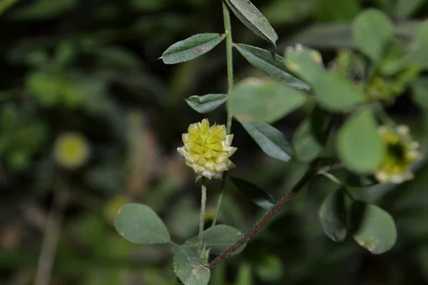 Bulanık Bir Arkaplanda Büyük Bir Hop Trefoil Çiçeğinin Trifolium Aureum — Stok fotoğraf