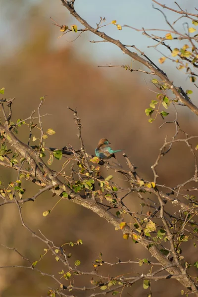 Indian Roller Bird Perched Tree Branch Sunny Day — Stock Photo, Image