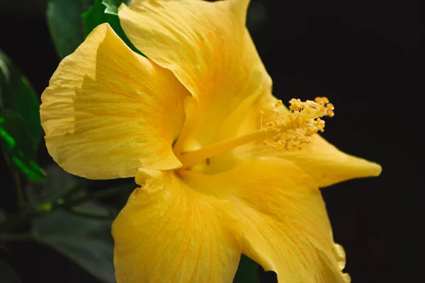 Primer Plano Flor Hibisco Amarillo —  Fotos de Stock