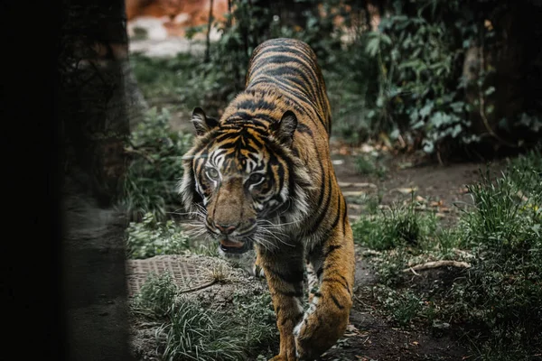 Крупный План Суматранского Тигра Гуляющего Зеленой Траве Зоопарке Уэно — стоковое фото