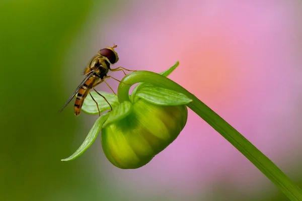 Μια Μακρο Φωτογραφία Μιας Μύγας Ένα Πράσινο Μπουμπούκι Ενός Λουλουδιού — Φωτογραφία Αρχείου