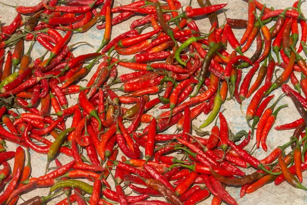 Getrocknete Paprika Darf Der Sonne Trocknen — Stockfoto