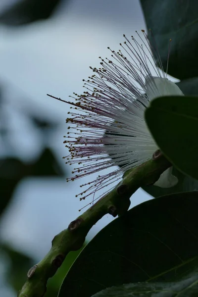 背景がぼやけているバリントニアアジアアジアの毒の木の垂直ショット — ストック写真