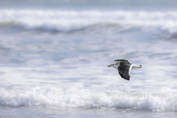 Eine Möwe Fliegt Über Meereswellen — Stockfoto