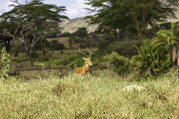 Impala Buck Tanzániai Serengeti Nemzeti Park Magas Füvében — Stock Fotó
